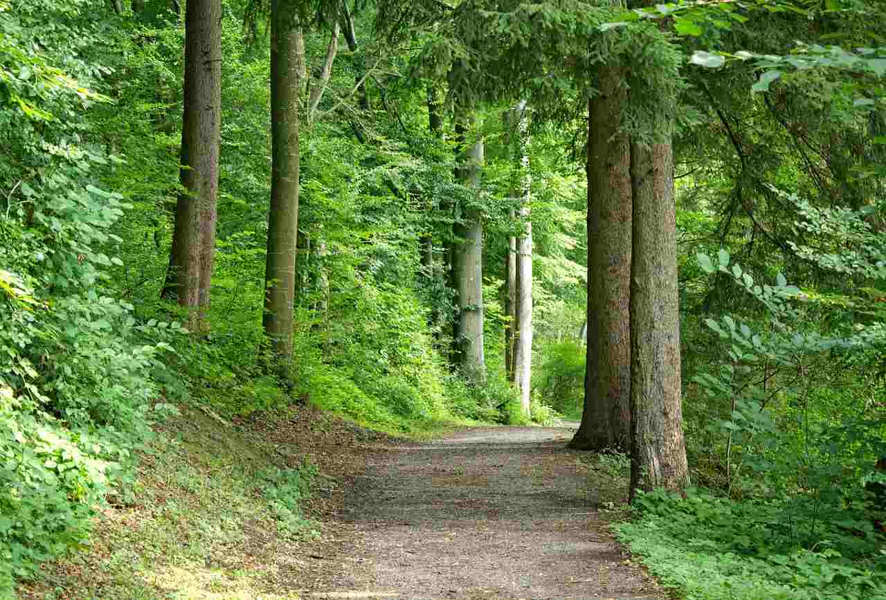 Concorso Guardia Forestale