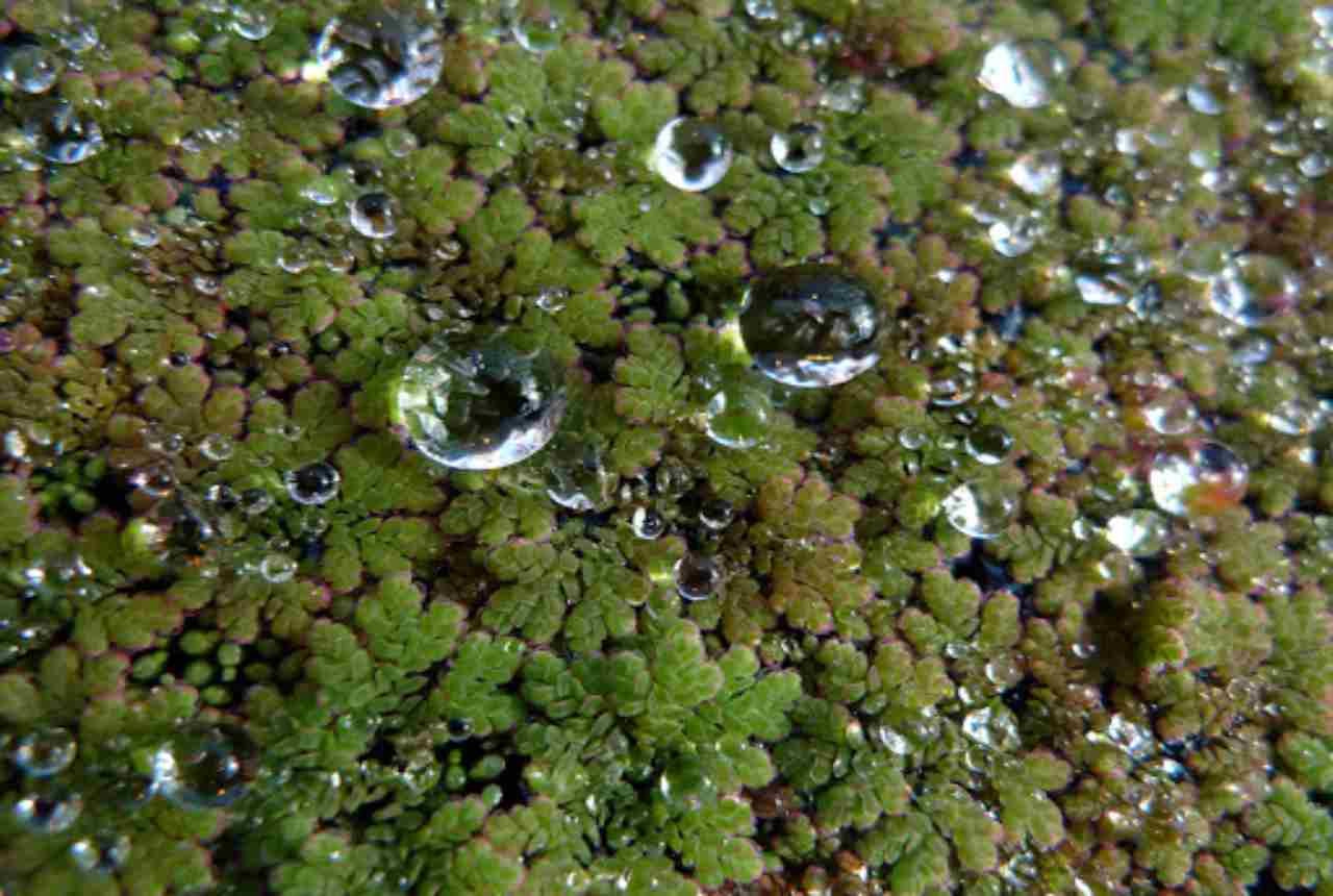 Azolla oro