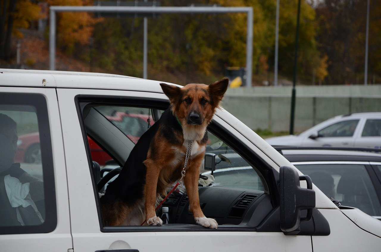 Multe animali domestici in auto