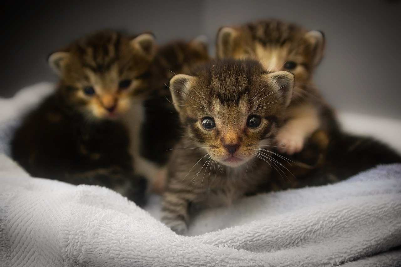 Festa Nazionale del gatto