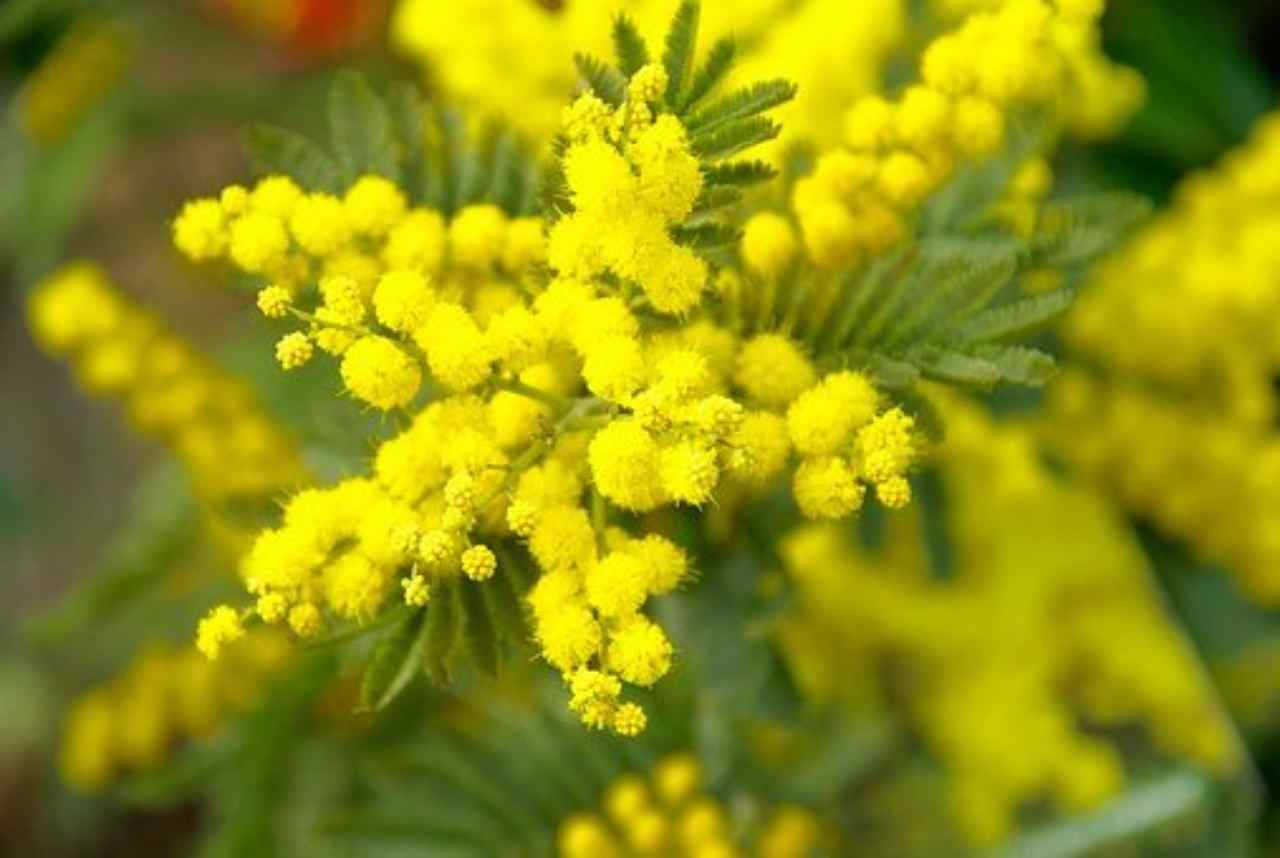 mimose