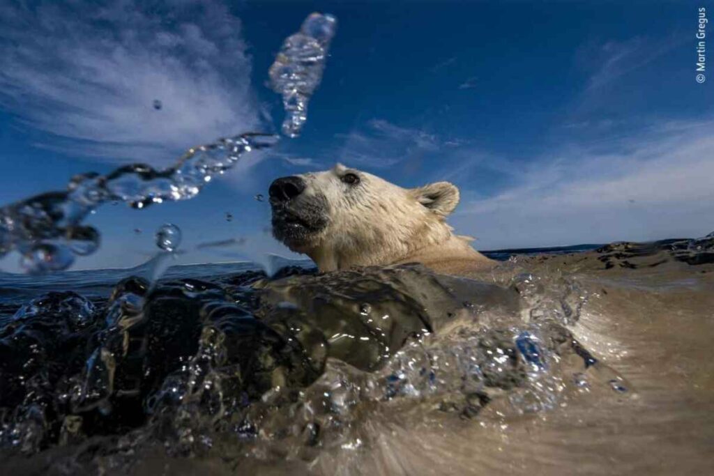Wildlife Photographer of the year foto
