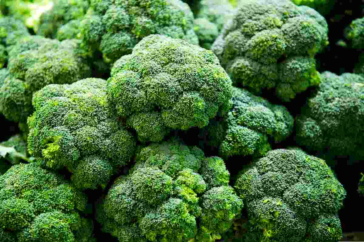 Broccoli patologia