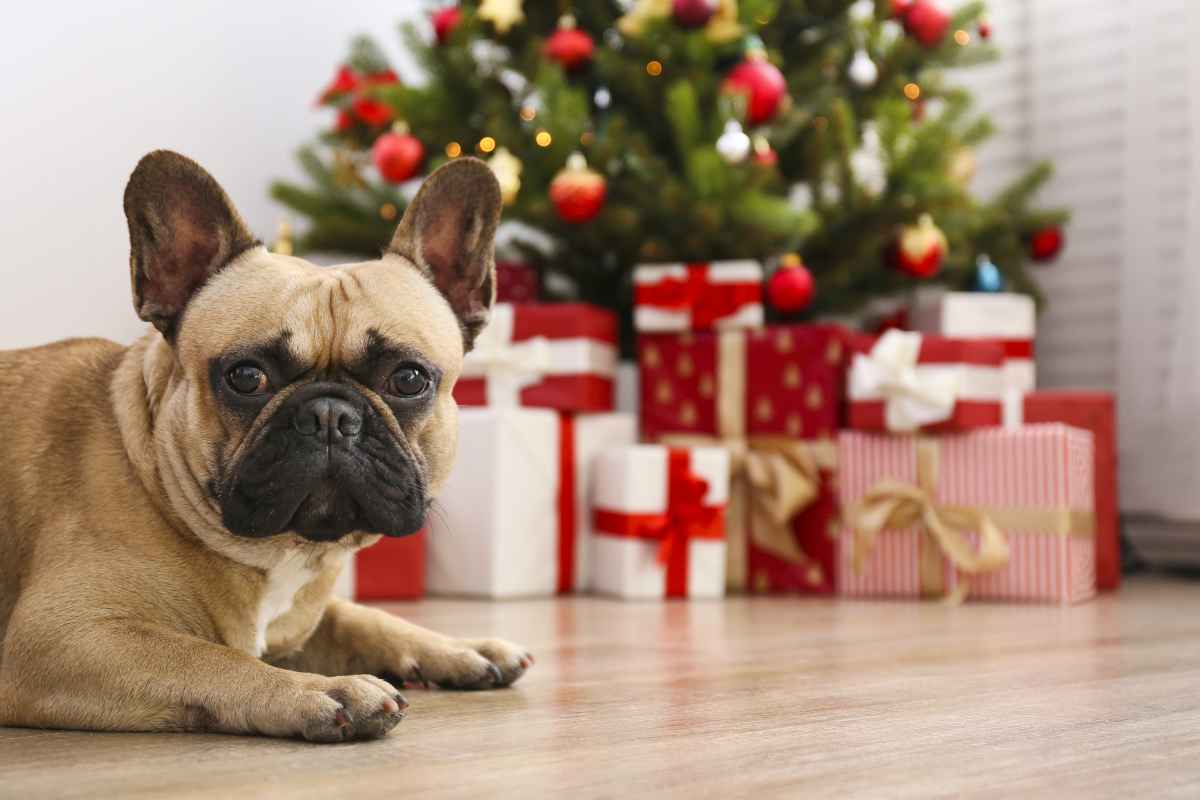 Regalo per amanti cani