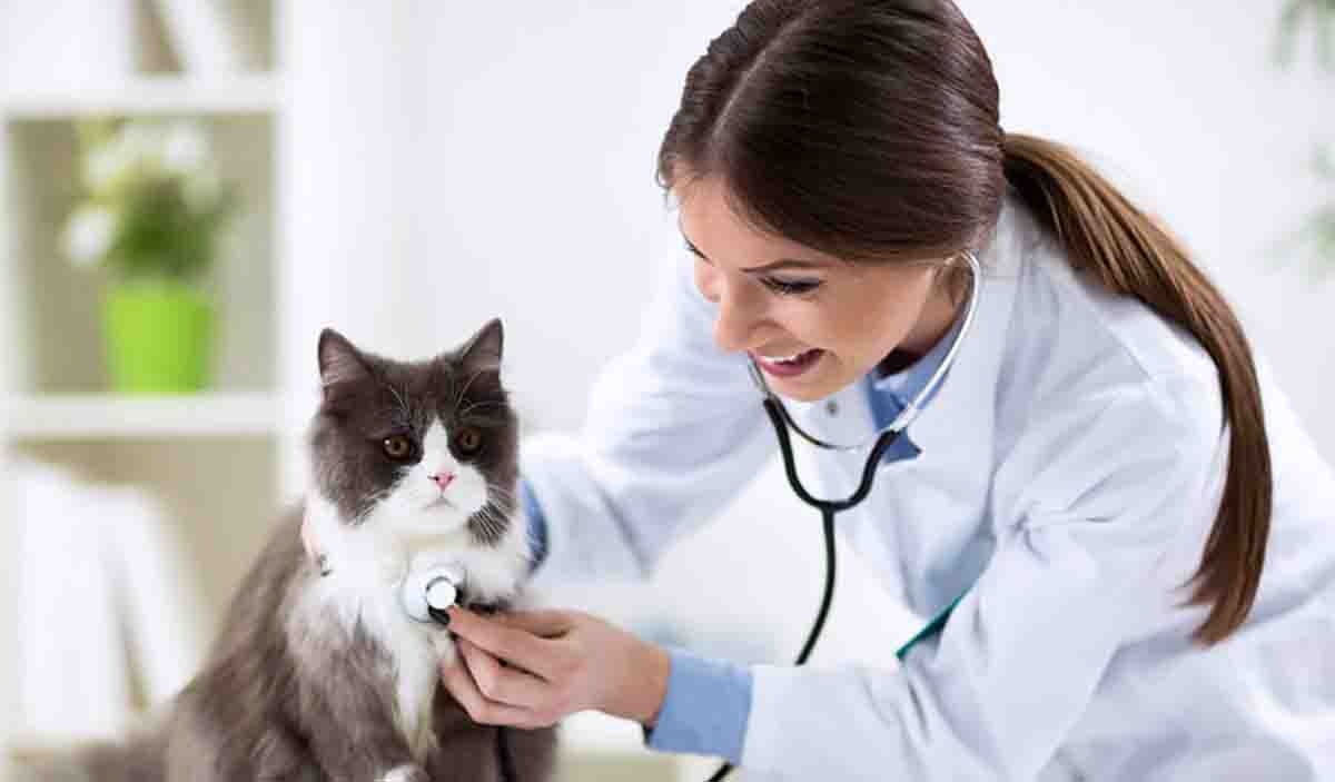 Veterinario