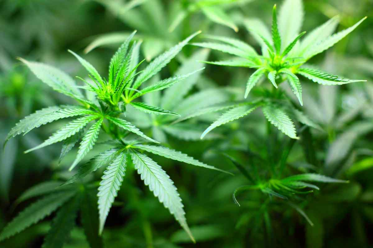 aprire store cannabis light