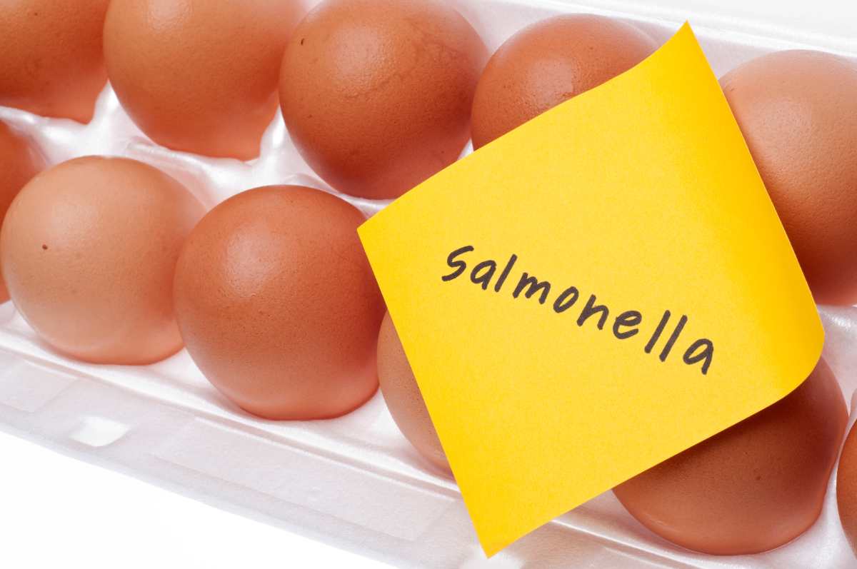 Salmonella