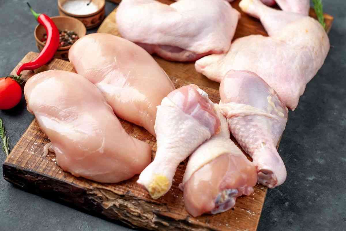 pollo contaminato salmonella