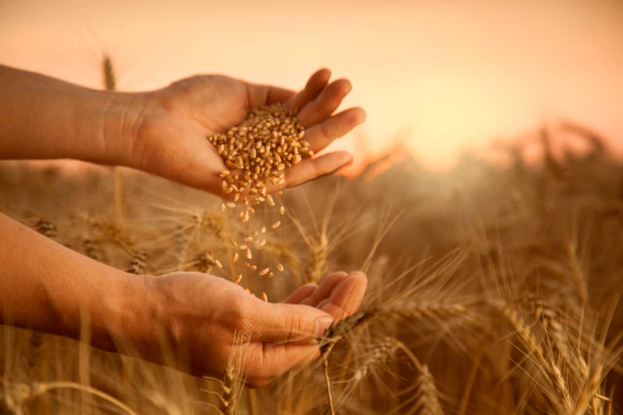 Crisi del grano: c'è il rischio di una recessione globale
