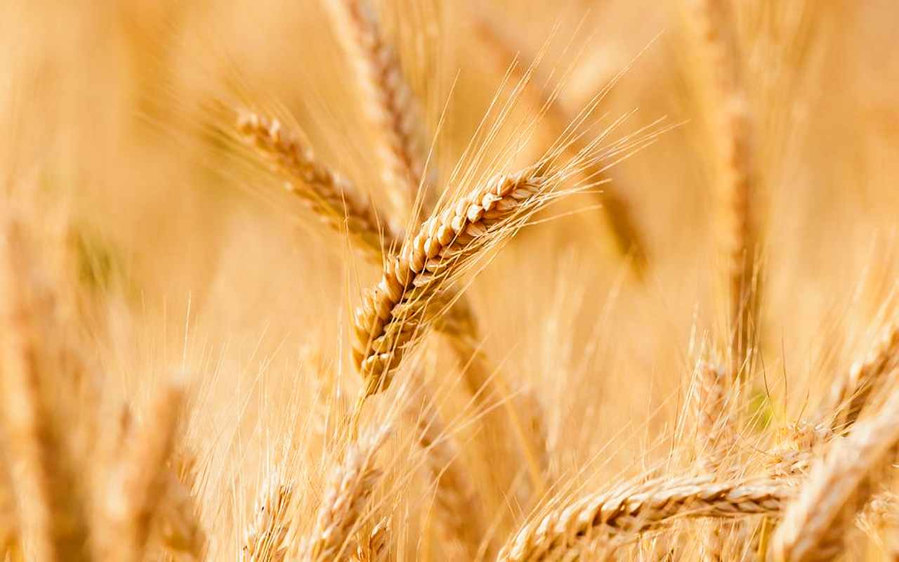 Grano crisi alimentare