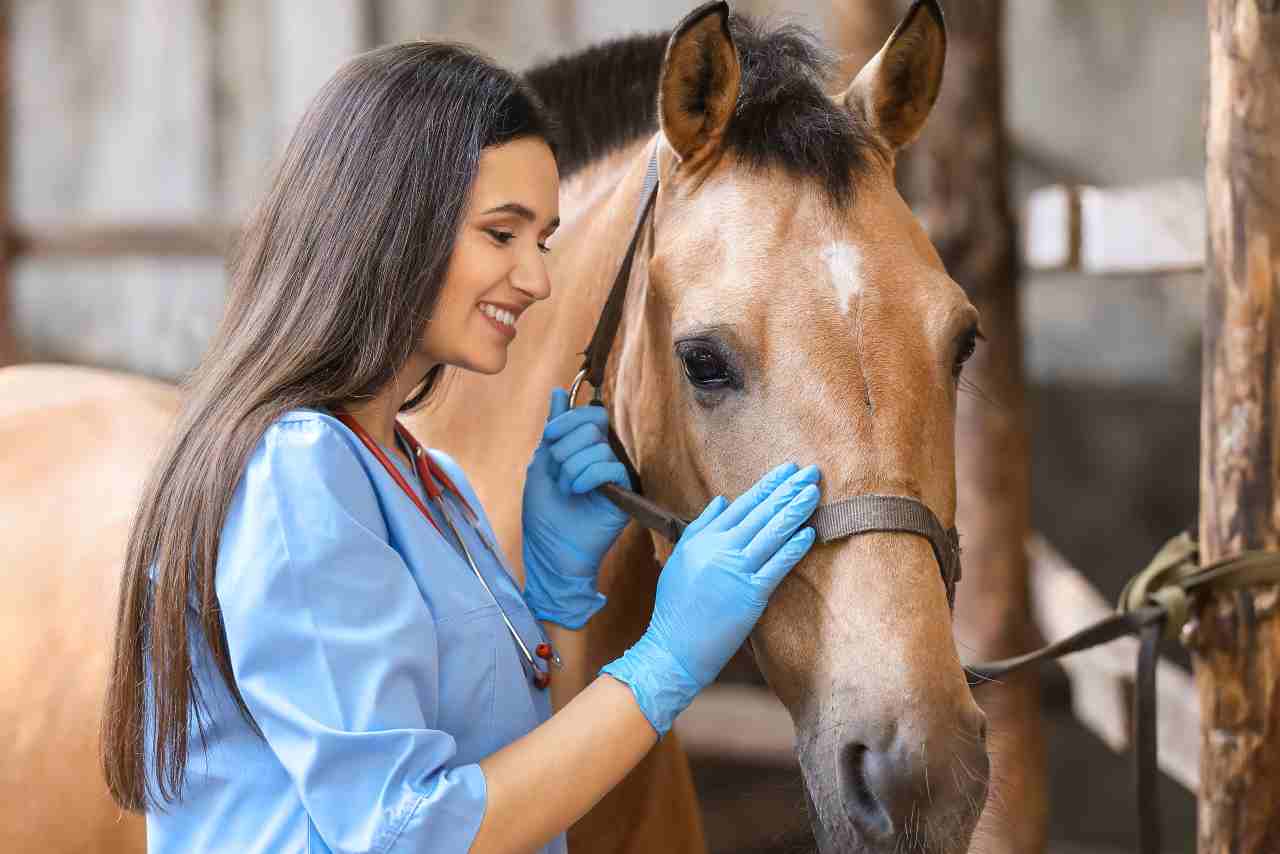 Lavoro cavalli Belgio