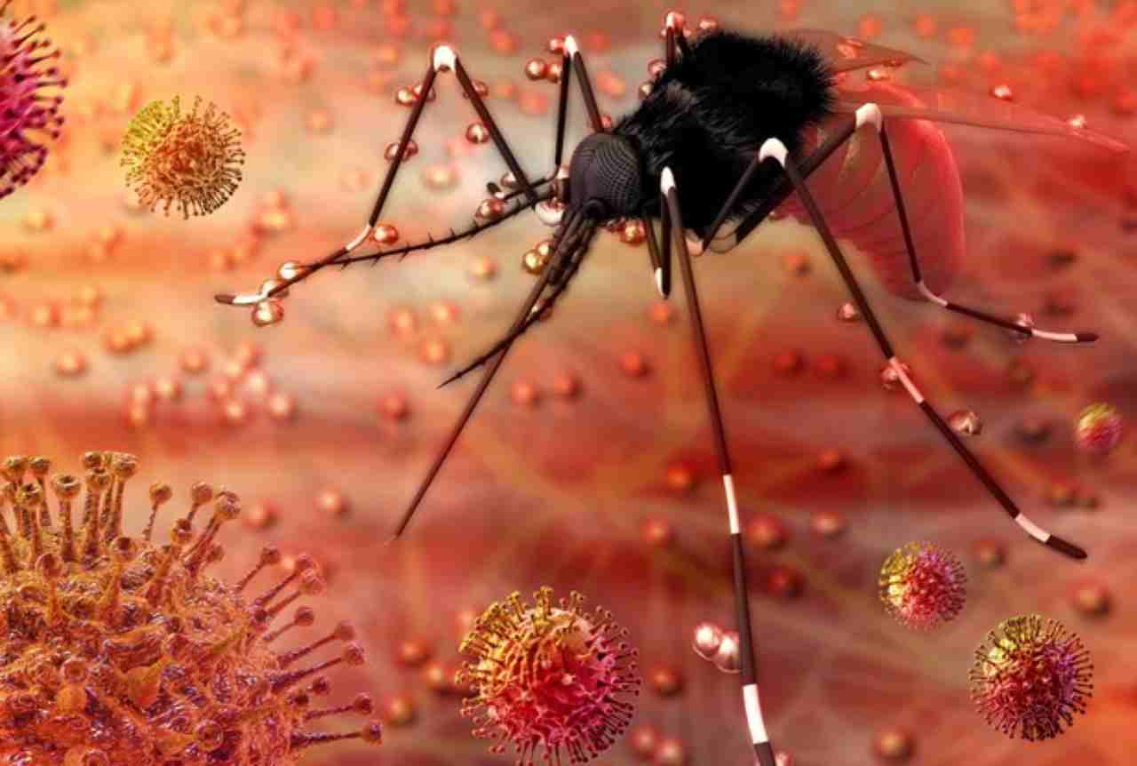 west nile virus zanzare