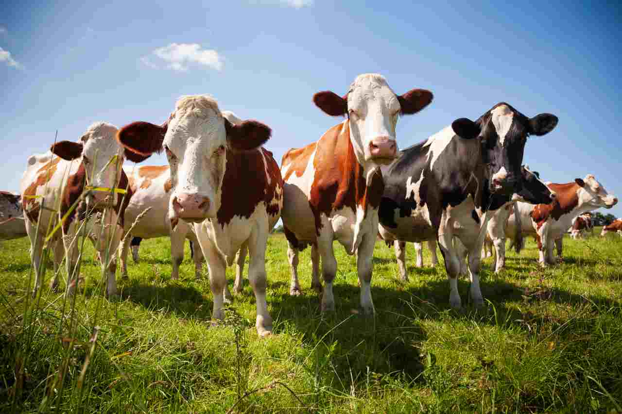 tassare mucche