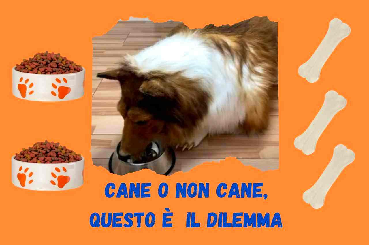 uomo giapponese cane 