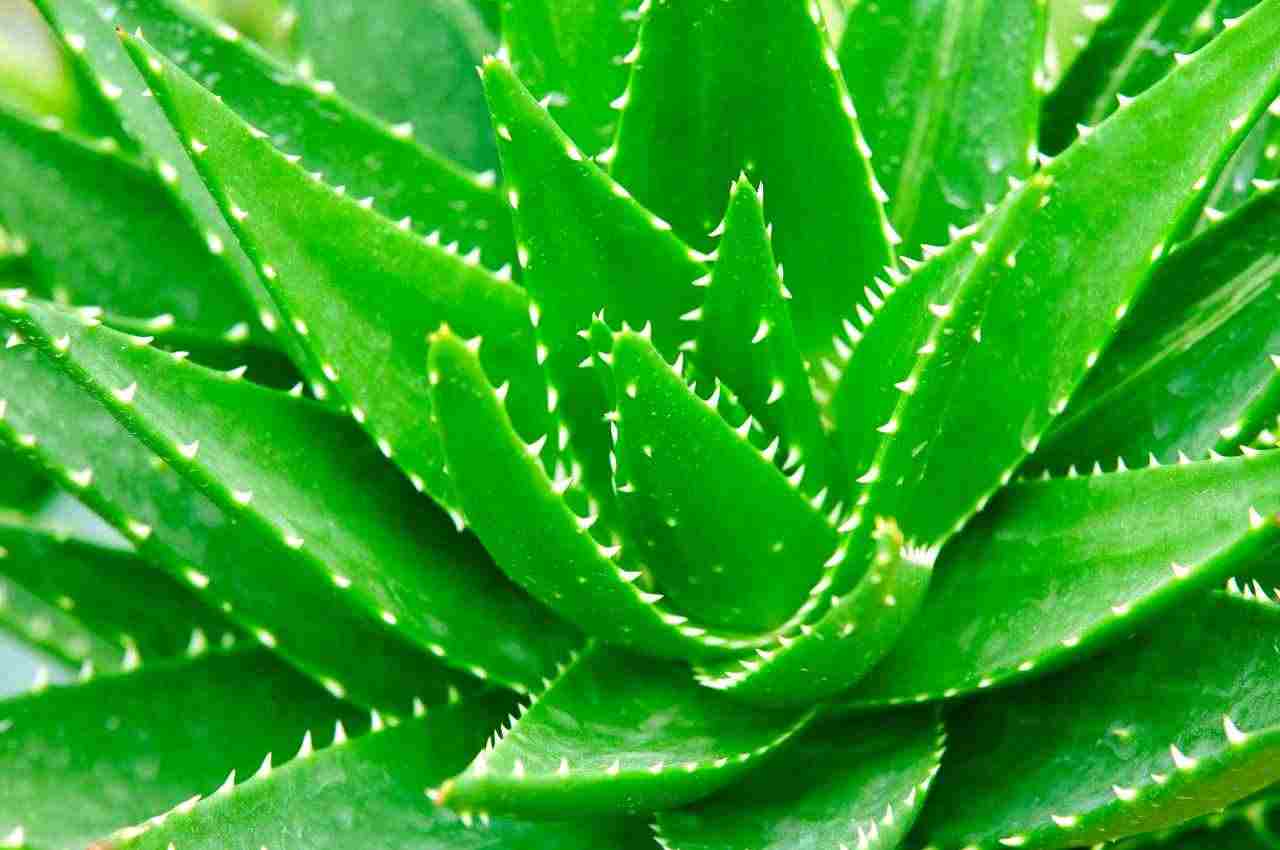 aloe