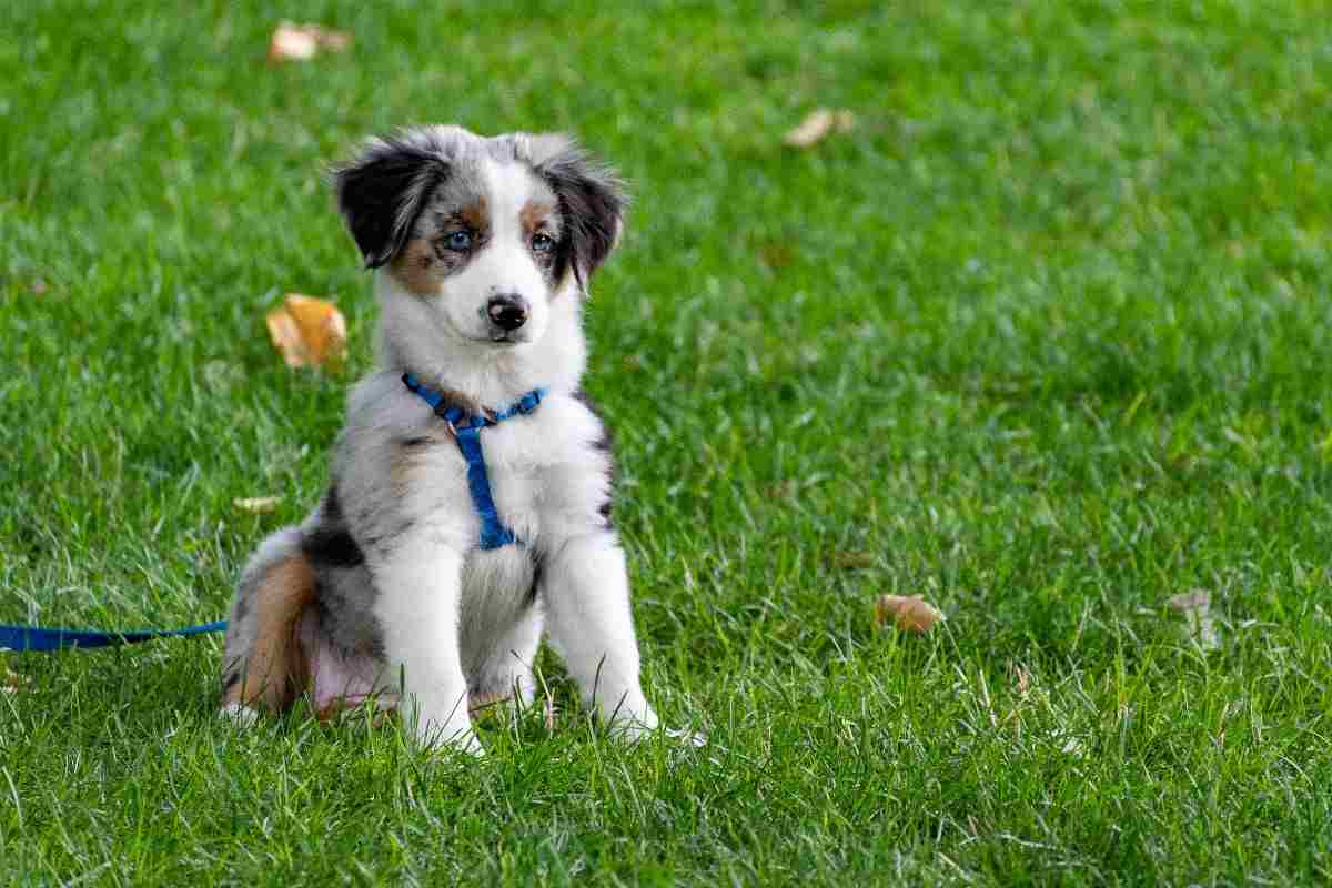 come comunicare meglio con il cane